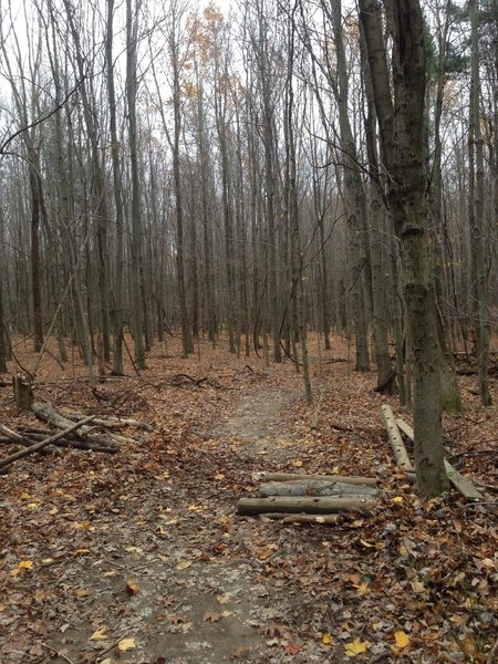 Log ride recently created from a downed tree (November 2013)