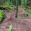 A view of the lush trail ahead on the Skookum Flats Trail.