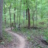 A section of the North Trail between the C and D Connector Trail.