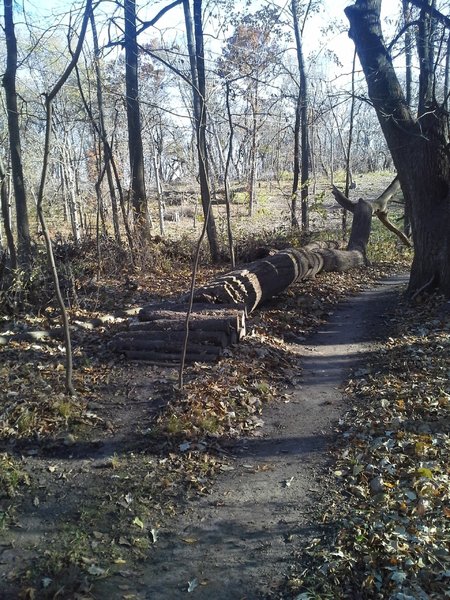 They really have a fun way with downed trees here.