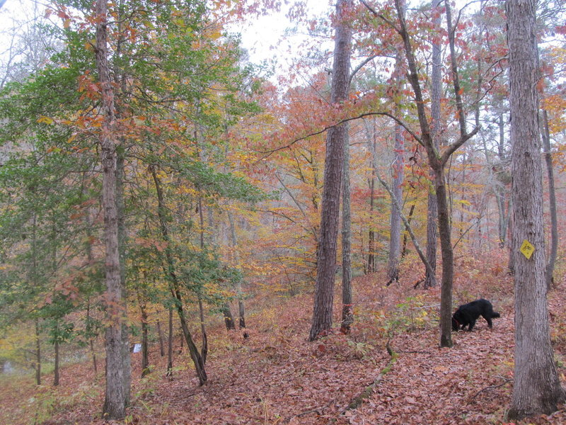 Fall colors along the Noxubee River and Beaver Lodge Trail