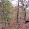 Fall colors along the Noxubee River and Beaver Lodge Trail