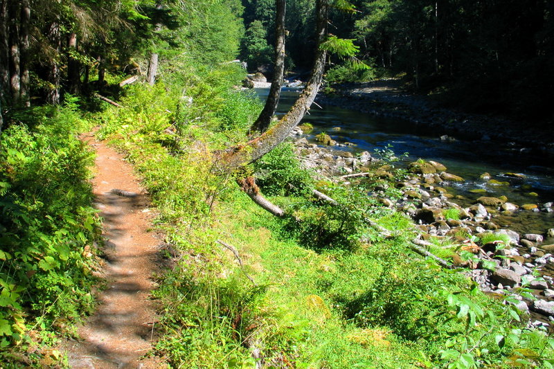 Cruising along the tranquil flowing waters on the Lewis River Trail.