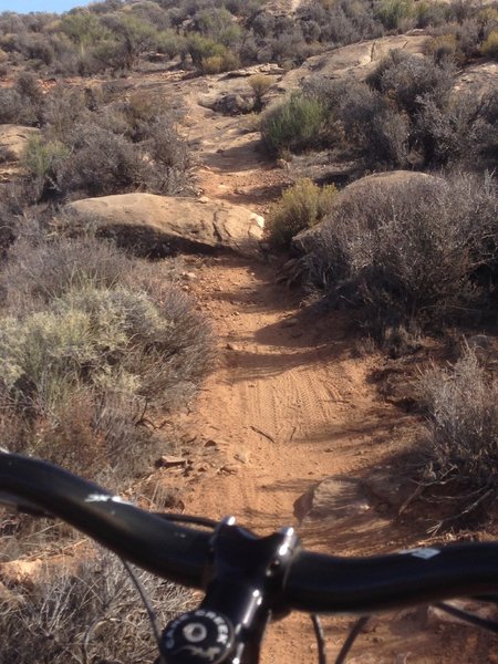 Good example of the slightly rocky singletrack.