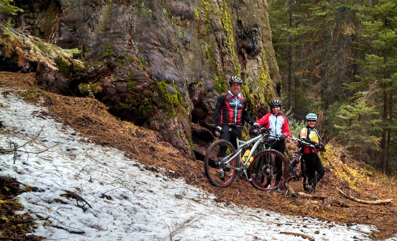 One of the big trees we love to see on this ride/