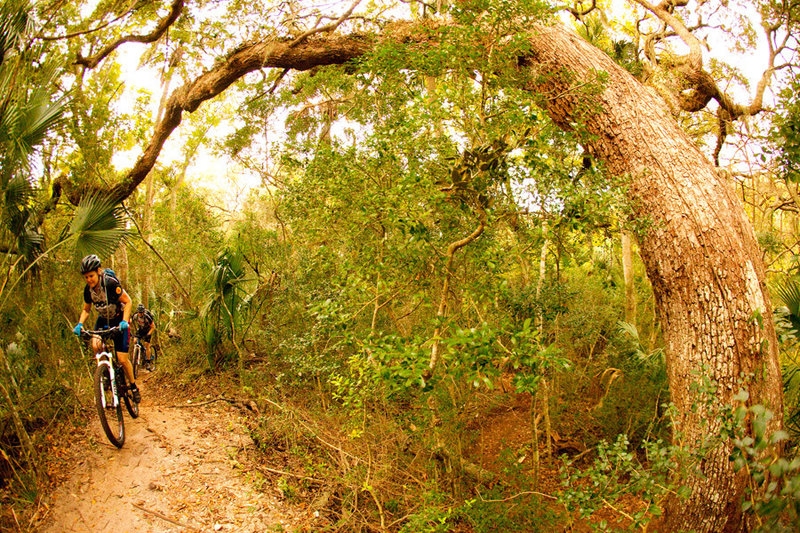 Z Trail twists and bends just like the oaks that line the trail