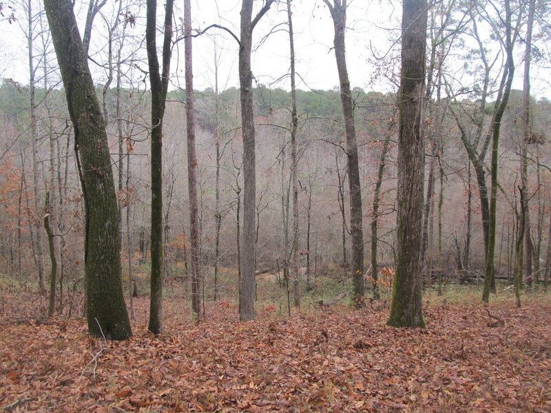 Overlook of the backwater and marshes of the Choctaw lake along the Headwaters Trail