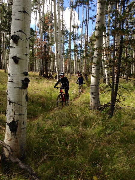 Maile & Erika Ring Through the Aspens