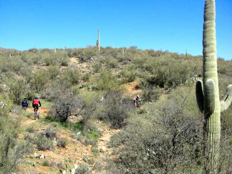 Weaving in and out of the cactus