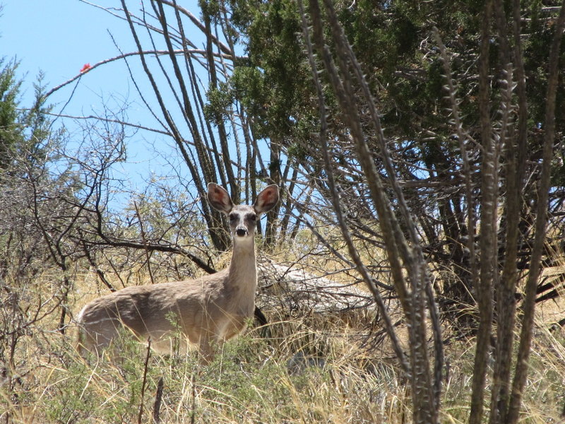 A deer along the way to Chiva Falls