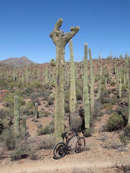 Sweetwater Preserve, 2007 Ironhorse Azure and a mutated Saguaro Cactus