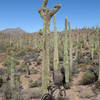 Sweetwater Preserve, 2007 Ironhorse Azure and a mutated Saguaro Cactus