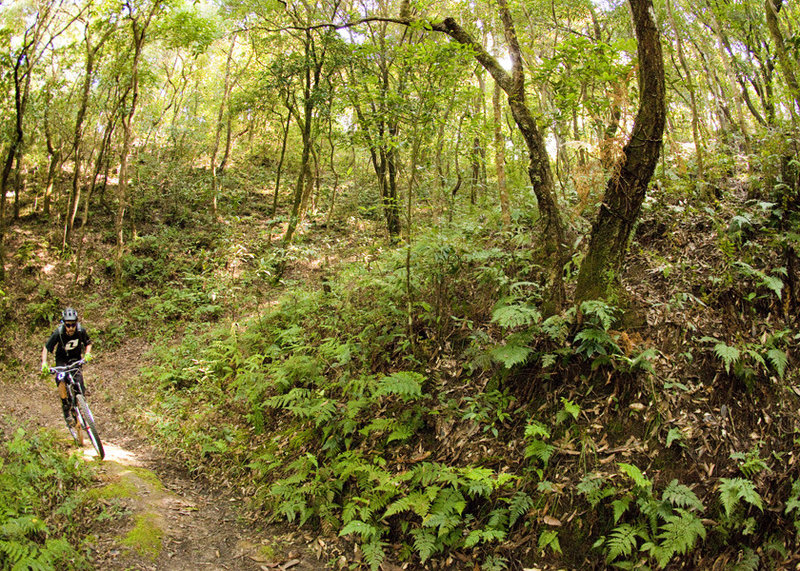 A small hardwood oasis in the Kathmandu Valley