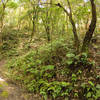 A small hardwood oasis in the Kathmandu Valley