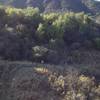 Making the last short climb on the Matias Potrero Trail