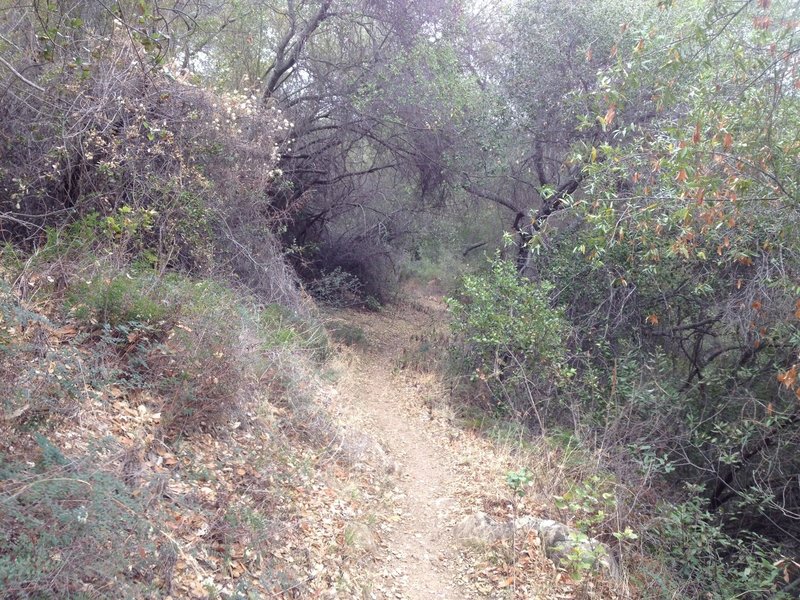 Arroyo Burro Trail winds down through a lush north slope forest.