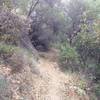 Arroyo Burro Trail winds down through a lush north slope forest.