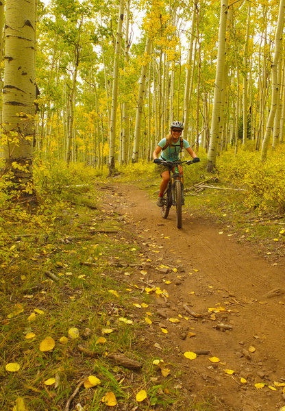 Sweet singletrack through aspen groves on the descent from Burro Pass.