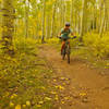 Sweet singletrack through aspen groves on the descent from Burro Pass.