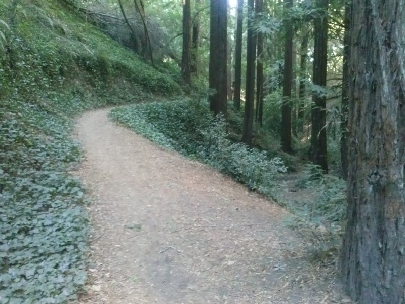 Redwoods along the trail