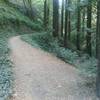 Redwoods along the trail