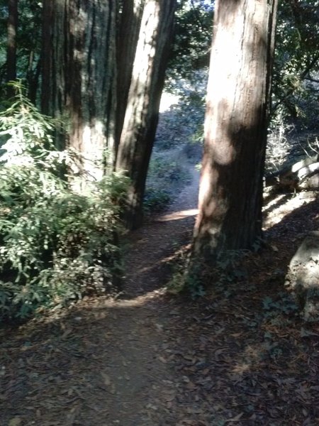 Tight squeeze through the trees.