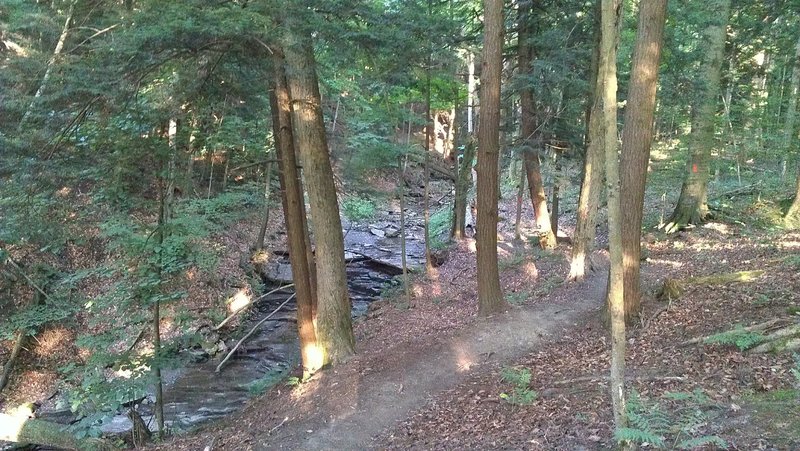 A view from the orange trail just before it crosses a tributary to Hunters Creek.