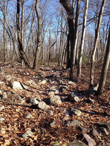 Don't let the jumble of rocks discourage you at the beginning of Middle Ridge, you'll find your flow soon enough.