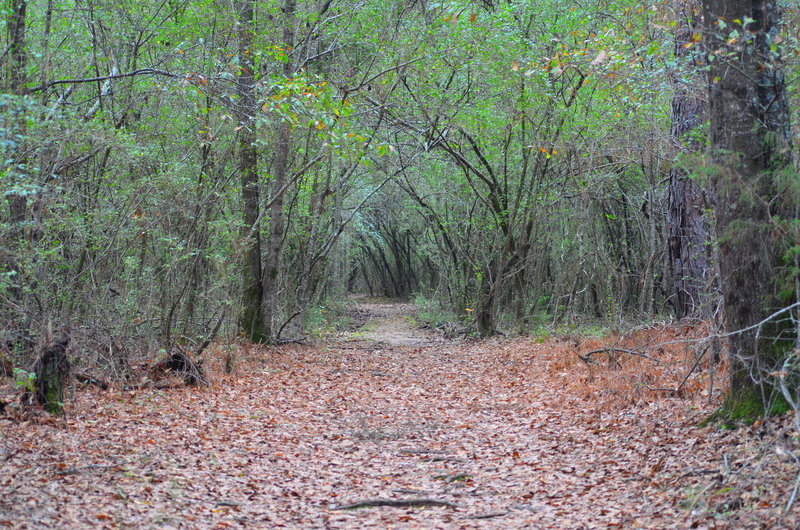 Main Trail Artery