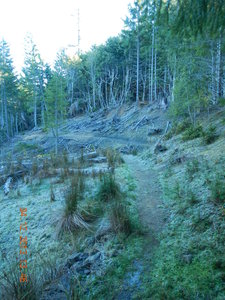 A section of singletrack overlying an old logging road.