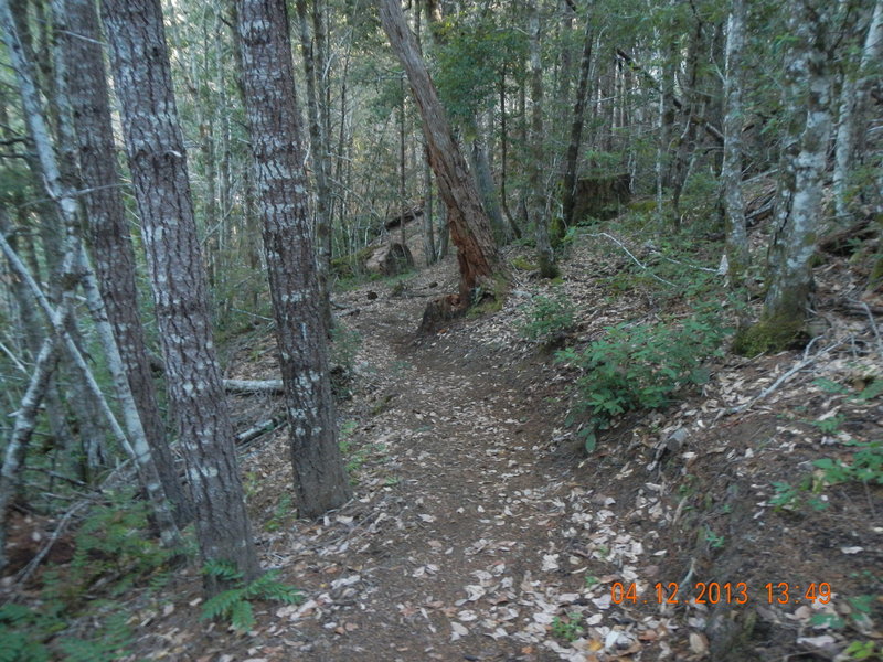 A wooded section of the trail network.