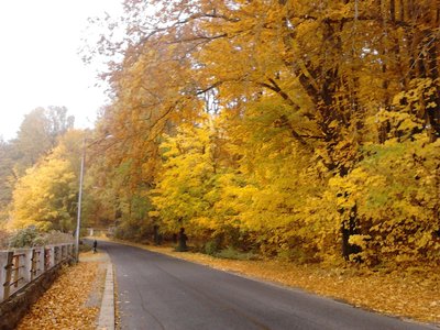 Autumn leaves.