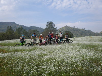 A view of the wildflowers