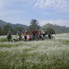 A view of the wildflowers