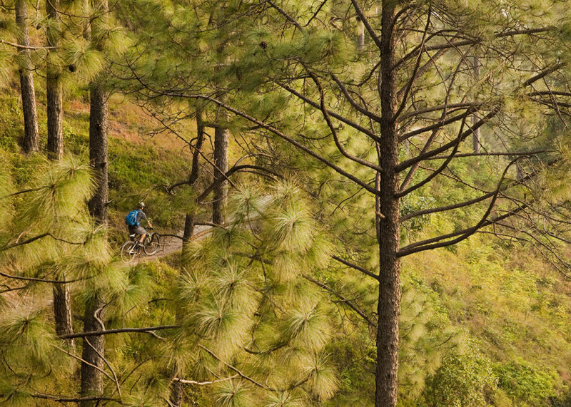 The lower reaches of Kakni to Kapan route traverse through big open pines.