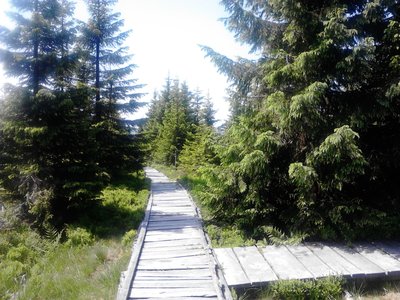 Wood ladder