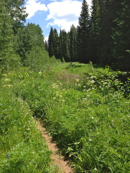 One of the many fields that you'll ride through which offer a break from the dense forest.