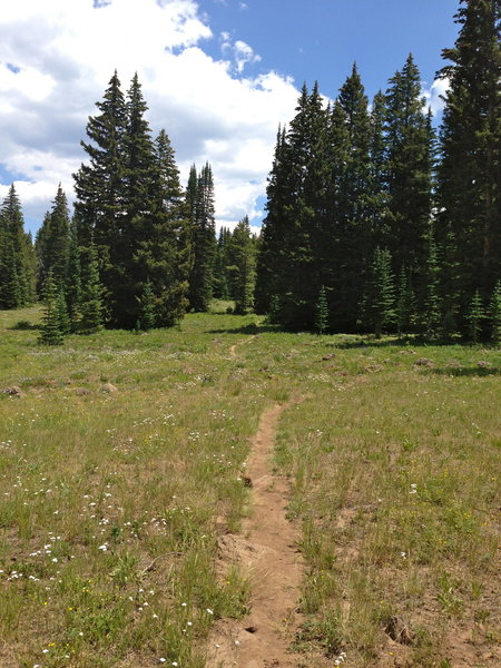 One of the large open spaces along the trail.