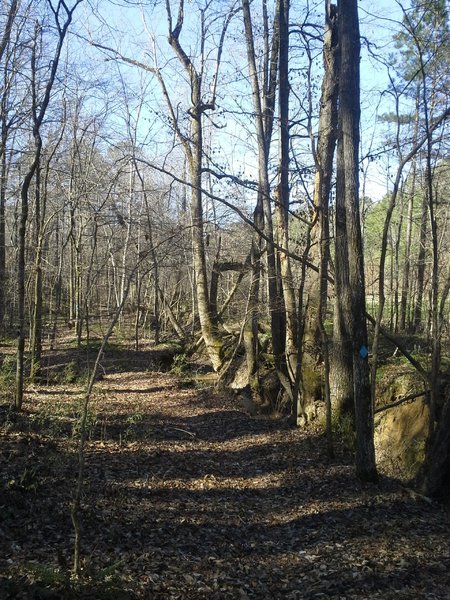 The Log Jump Trail running along the creek and food plot