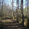 The Log Jump Trail running along the creek and food plot