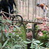 Bridge between the boulders on an optional line of Hemlock