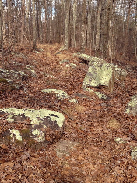 Nice flowy sections abound on the ridgeline.