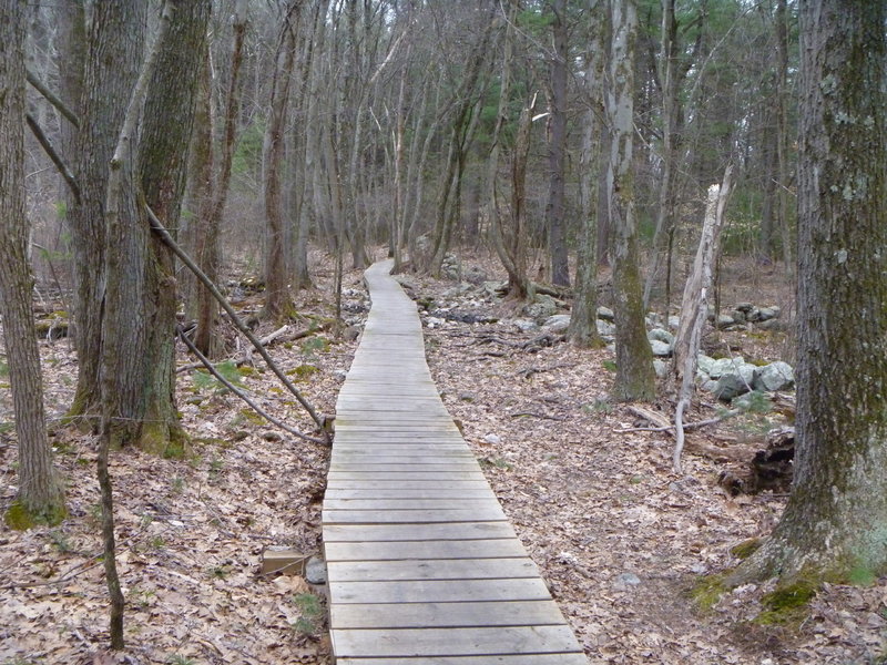 Boardwalk over marshy area.