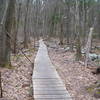 Boardwalk over marshy area.