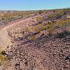 Trail through creosote bush and typical gravel tread