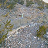 Off-camber step between switchbacks on the east side. Water bottle for scale.