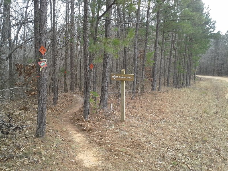 Looking east towards the South Trailhead along the short section of the combined Sheep Ranch Trail and Sheep Ranch Road.