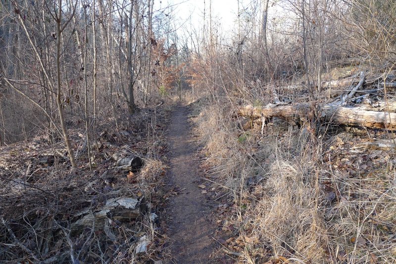 Trail through an area of blown down trees.