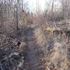 Trail through an area of blown down trees.