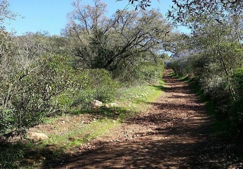 Cougar Ridge Trail view